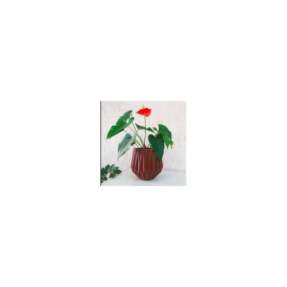 Produto imagem principal - dbf1e555-95ba-4026-9909-b5b46d692c8d