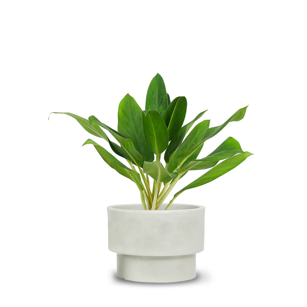 Produto imagem principal - 8918247e-8a16-4406-91b9-2c15be6e1aee