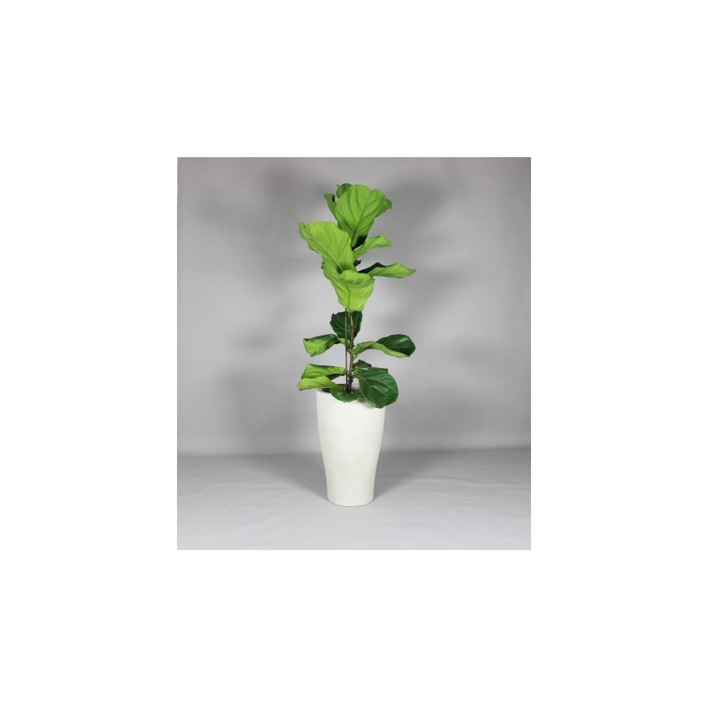 Produto imagem principal - 5fe334b0-04ee-424d-a4b0-754c87a65515