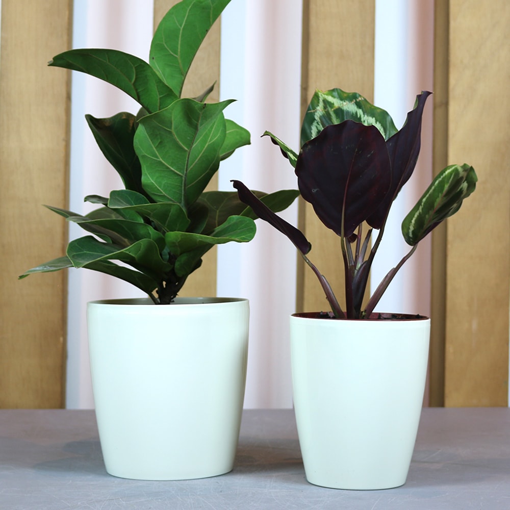 Produto imagem principal - 807a0ca5-90f5-4a1e-bfbf-face9ff87849