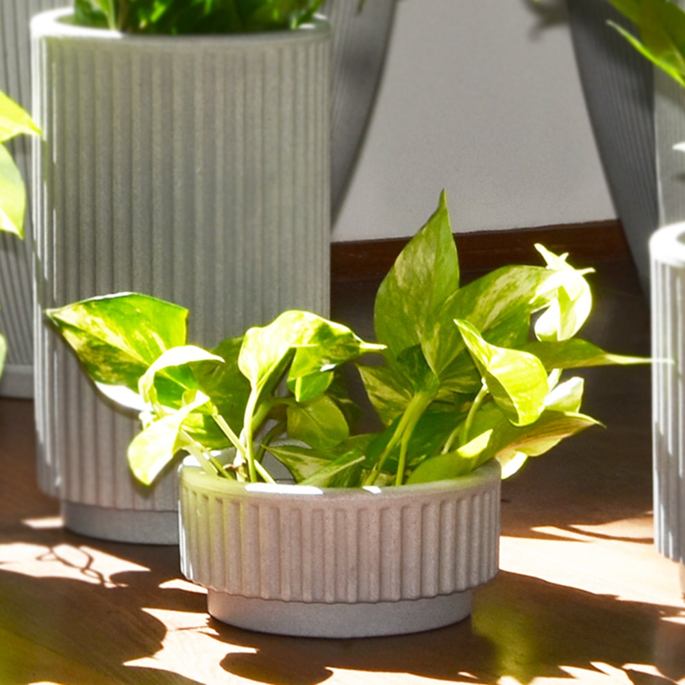 Produto imagem principal - ff7e62f3-0aaa-41fa-a9da-207205966078