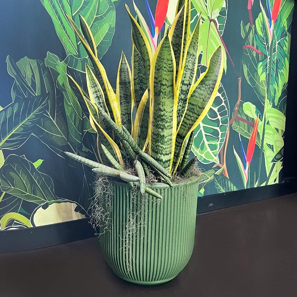 Produto imagem principal - 8e4c9415-6aa4-4985-816f-ea298c565c46