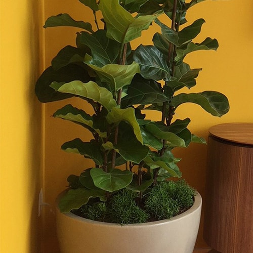 Ilustração do Ficus Lyrata, planta de destaque na decoração